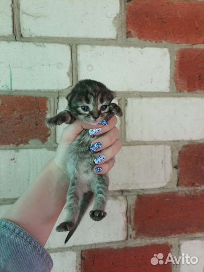 Котята метисы шиншилы