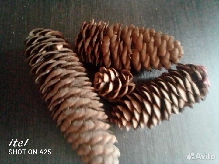 Шишки еловые