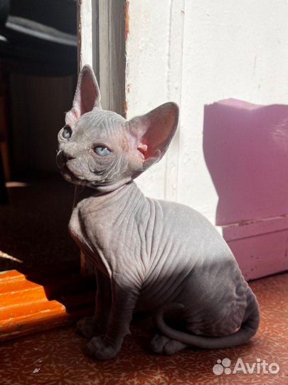 Котенок канадский сфинкс