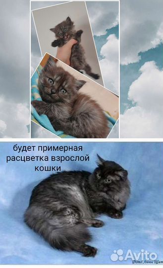 Кошка в дар