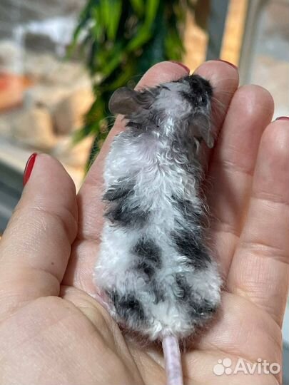 Кудрявые мышки