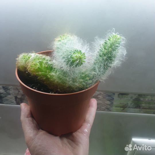 Пушистый кактус