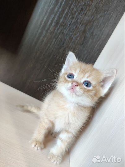 Отдам в добрые руки