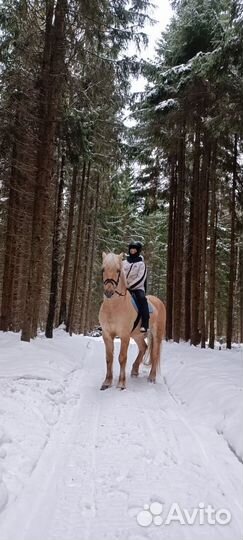 Белоруска упряжна