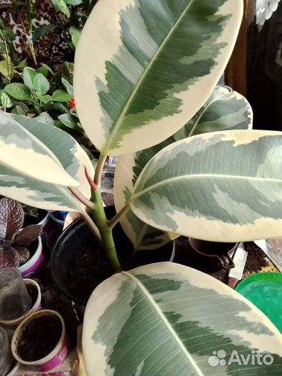 Спатифи ллум