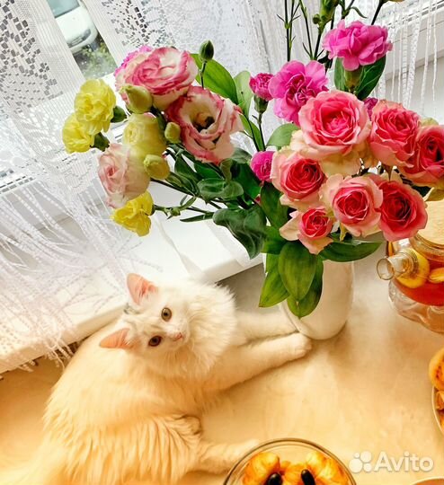 Кошка ищет кота