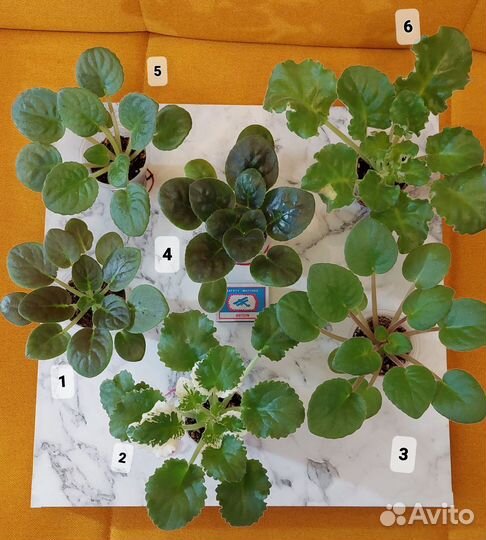 Сенполии (фиалки)