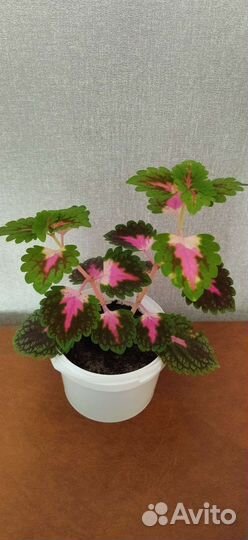 Колеус (крапивка)