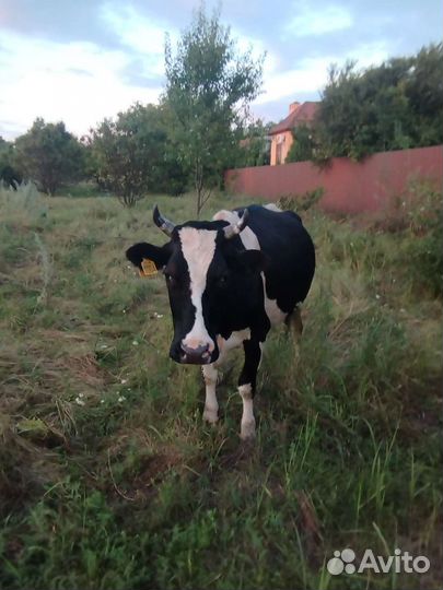 Корова беременная