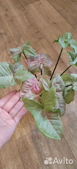 Сингониум dazzle color