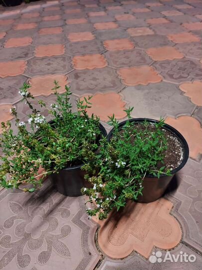 Тимьян (чабрец)