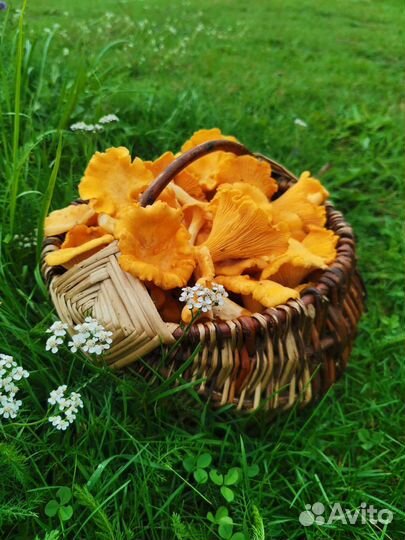 Грибы лисички свежие, сушеные белые и лисички