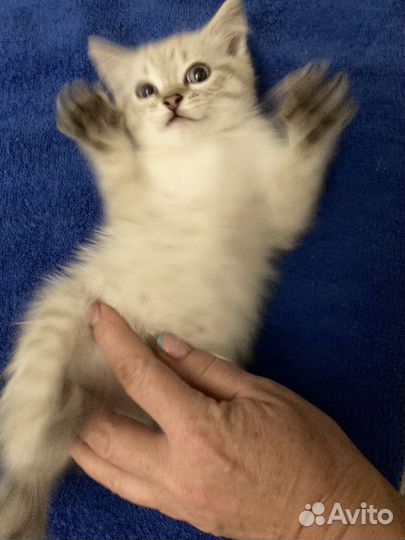 Жуткая тварь из темного леса