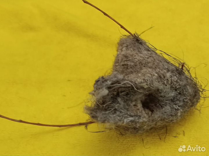 Гнезда лесных птиц