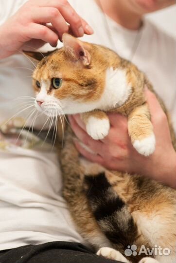 Красуня ищет дом