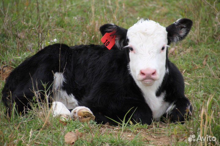 Бычки с доставкой