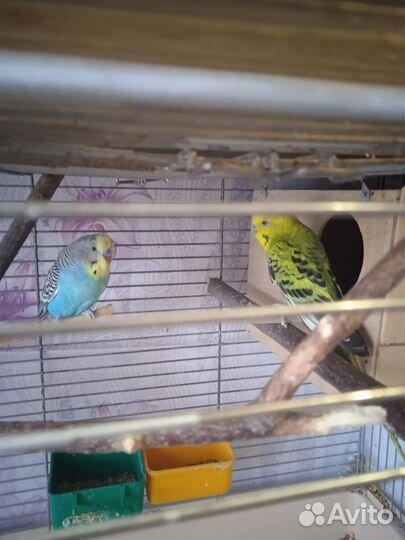 Продам попугаев