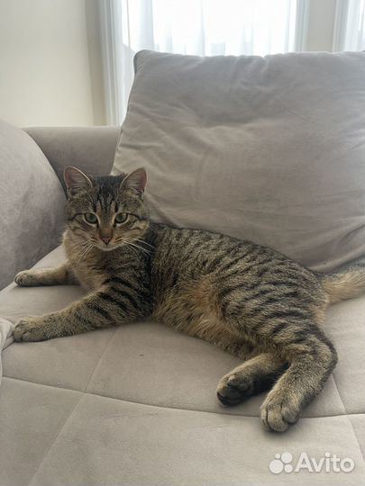 Молодой котик 8 месяцев