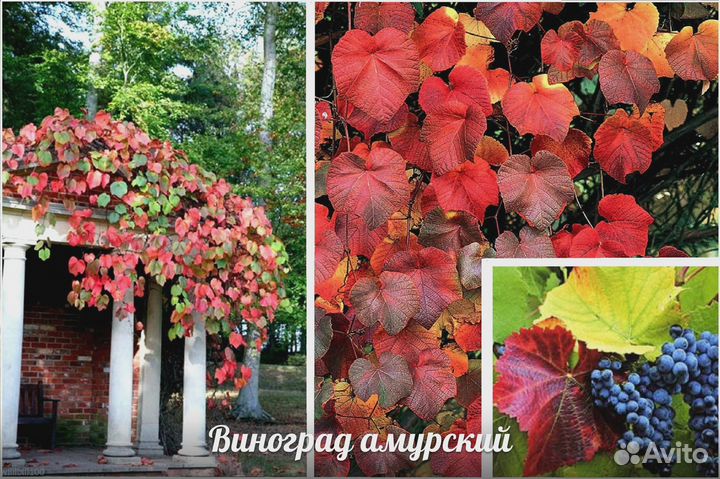 Виноград девичий, амурский