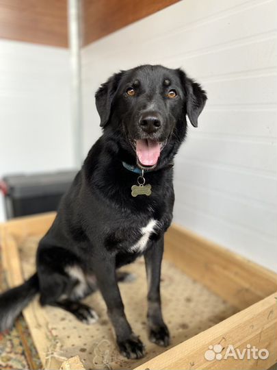 Собака в добрые руки