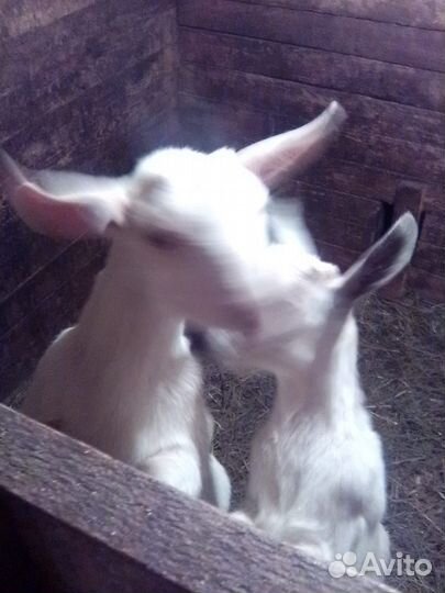 Зааненская дойная коза, альпийская, дойная коза