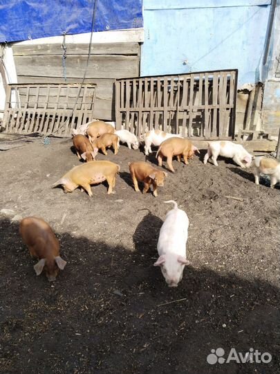Поросята дюрок
