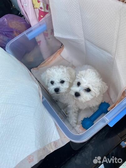 Щенки бишон фризе