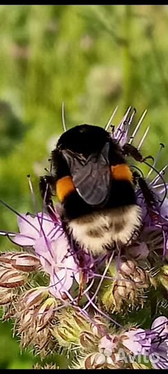 Шмели для сада, огорода, теплицы, детей