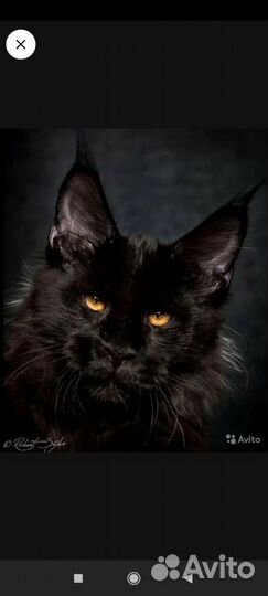 Котенок мейн-кун