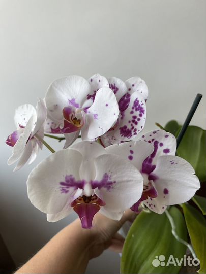 Орхидея фаленопсис
