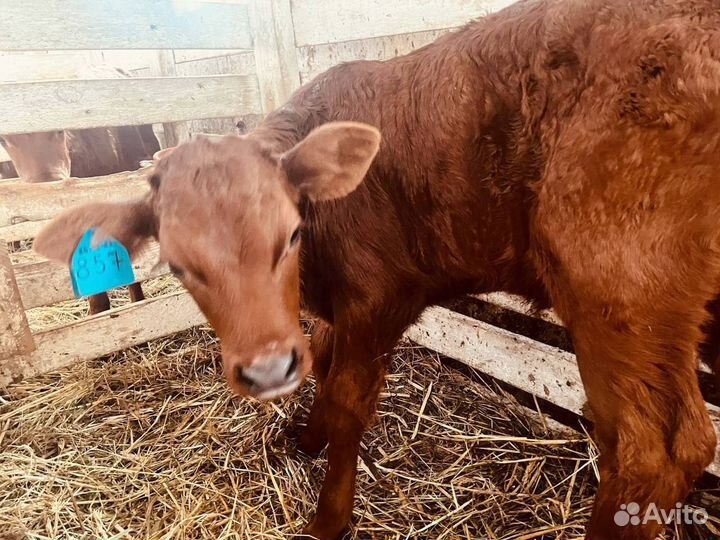 Бычки и телки с доставкой до двора