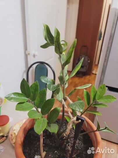 Замиокулькас