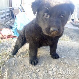 Кинолог для пуделя в Новосибирске