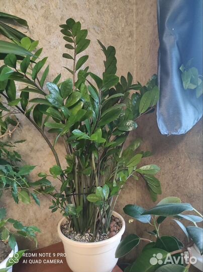 Замиокулькас