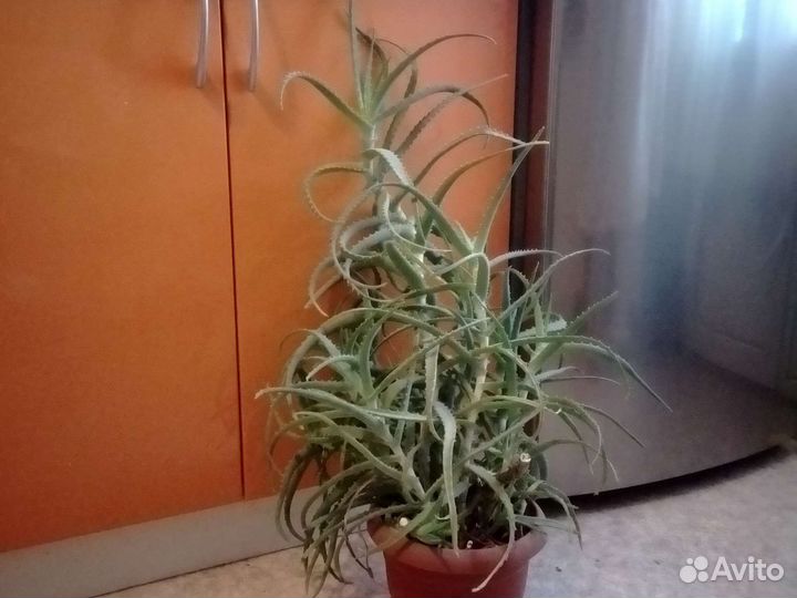 Алоэ лечебный