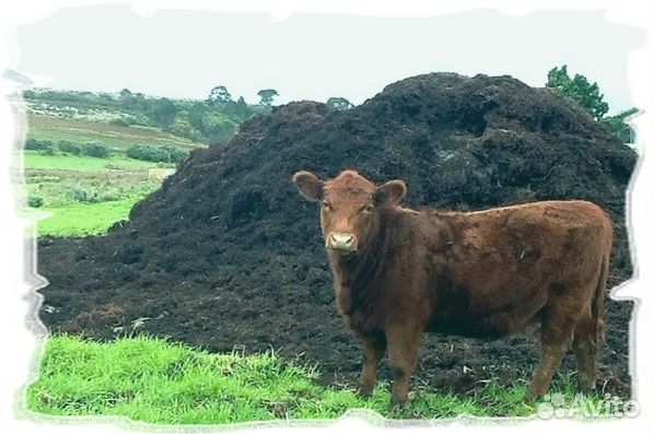 Навоз коровий, куриный