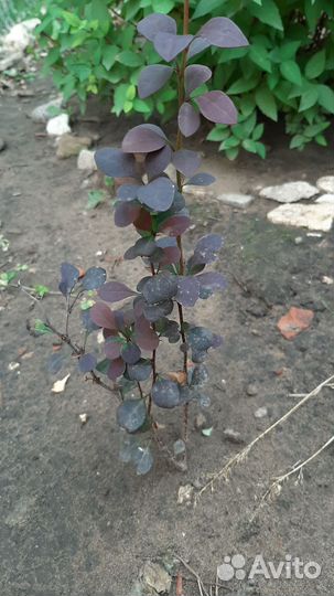 Барбарис колоновидный