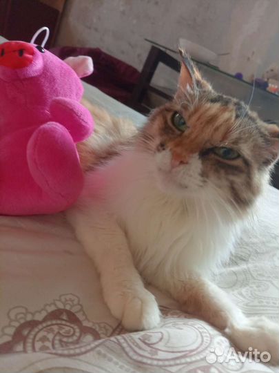 Кошка отдам