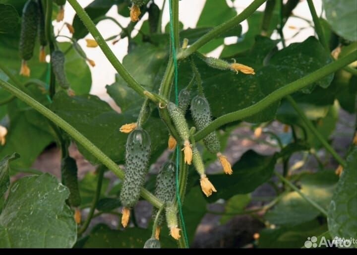 Семена высокоурожайного огурца Бэрд F1