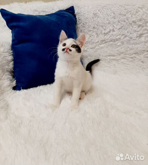 Супер ласковая девочка в добрые руки