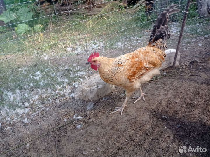 Молодые петушки