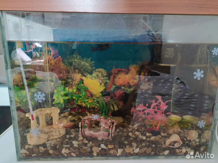 Аквариум с рыбками