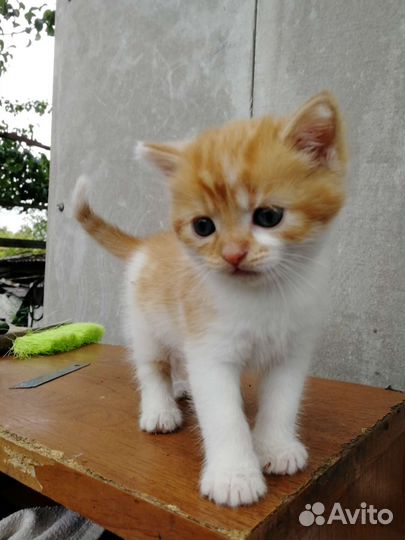 Кошка в дар бесплатно