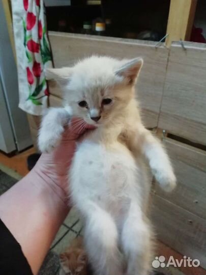 Котята в добрые руки бесплатно