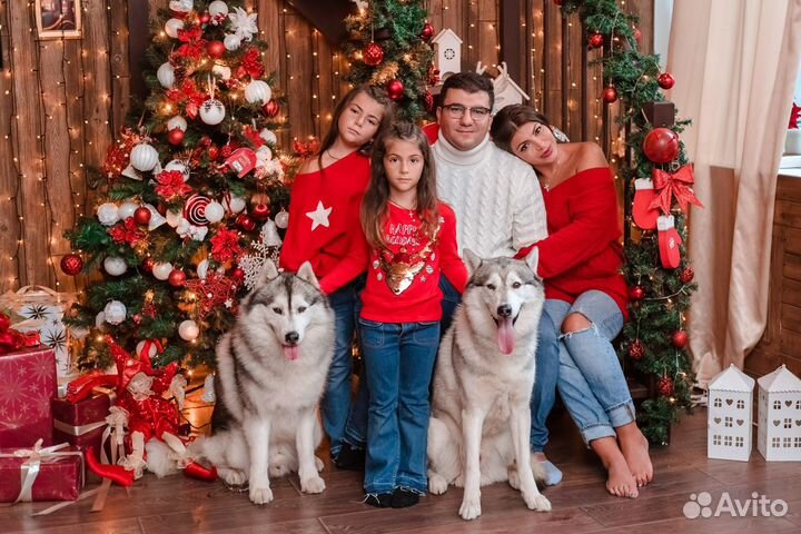 Аренда сибирских хаски для фотосессии