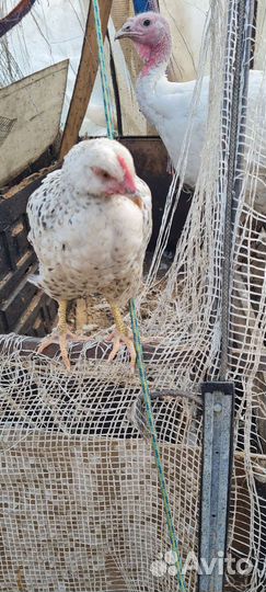 Цыплята,петушок ухейлюй