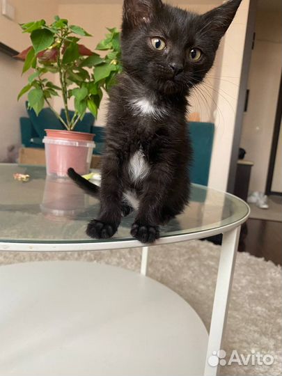 Котенок девочка в добрые руки