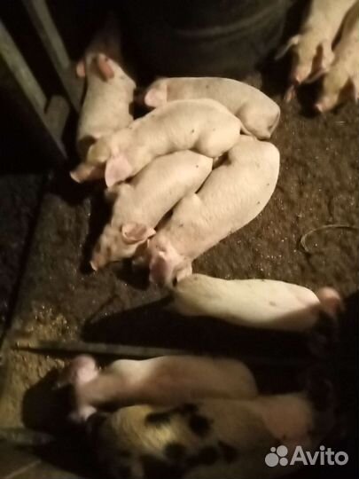 Поросята