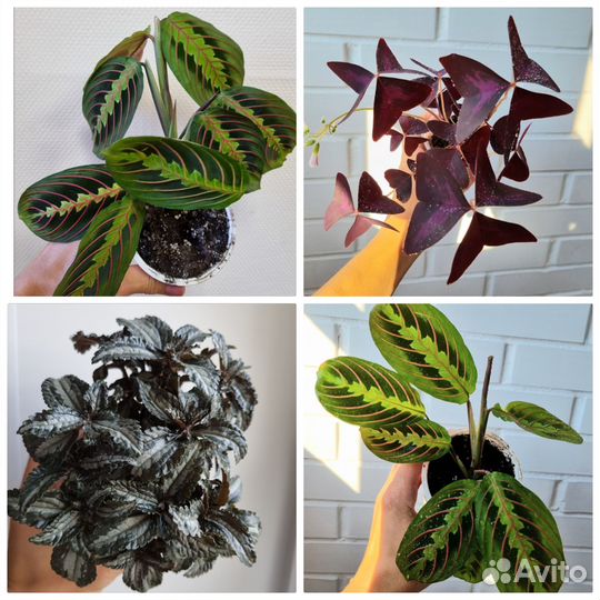 Кислица оксалис, маранта триколор, пилея норфолк