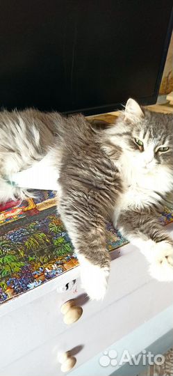 Кошка Мурка